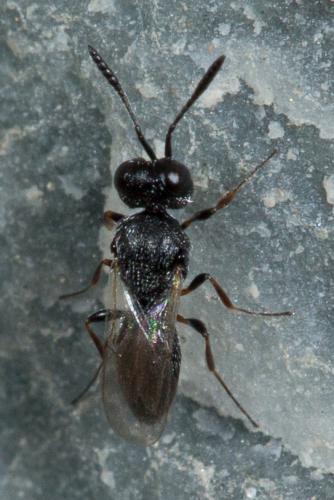 Réf. 242 005 : Scelioninae inconnu